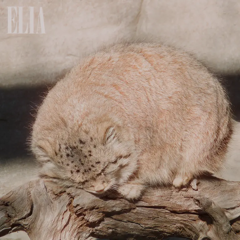 Фотография Олафа в Зоопарке Калгари / Институте Уайлдере