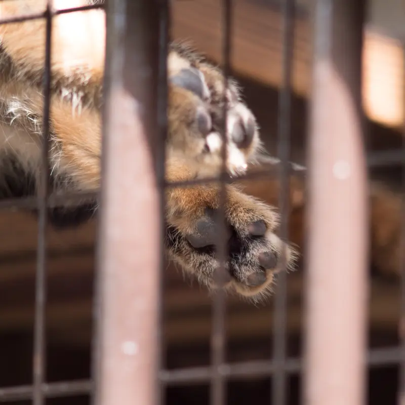 Фотография Фиги в Зоопарке Ногеяме