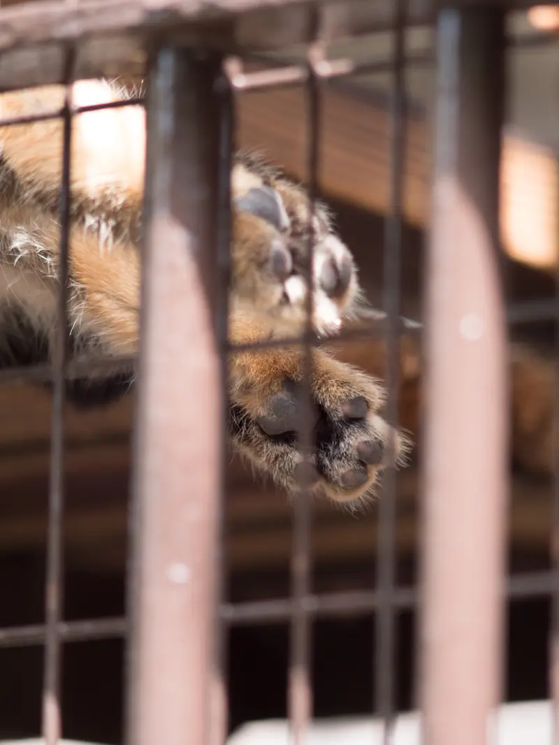 Фотография Фиги в Зоопарке Ногеяме