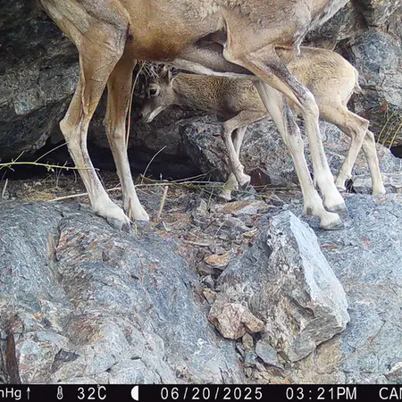 Фотография Аргали с фотоловушки Жунды 1