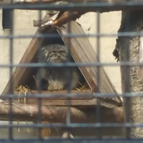 Фотография Вораса в Лилльском Зоопарке