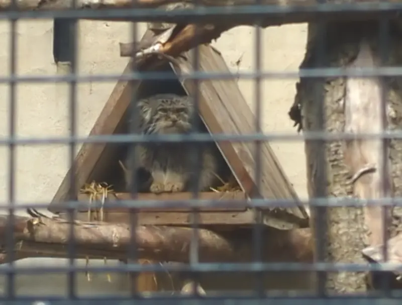 Фотография Вораса в Лилльском Зоопарке