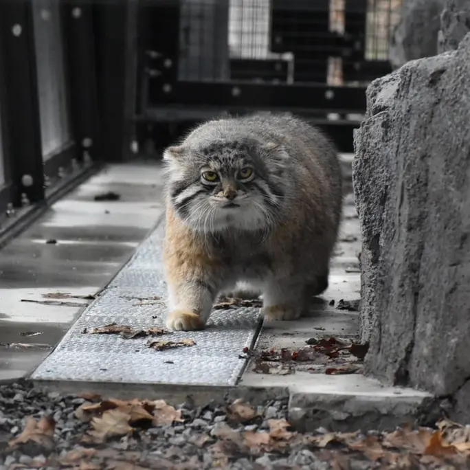 Фотография Груши в Зоопарке Асахияма