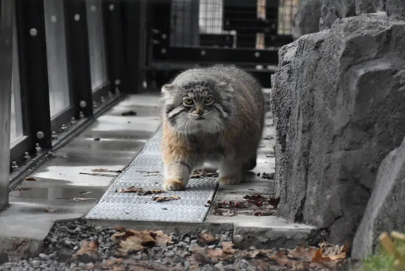 Фотография Груши в Зоопарке Асахияма