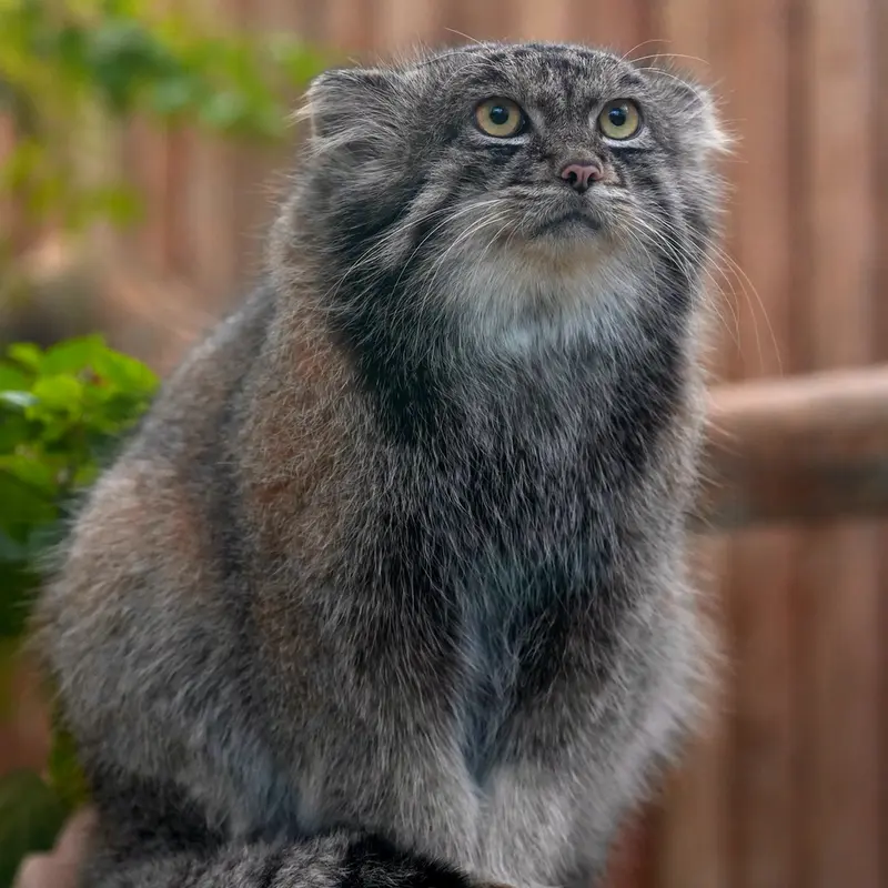 Фотография Нара в Царстве Животных Кобе