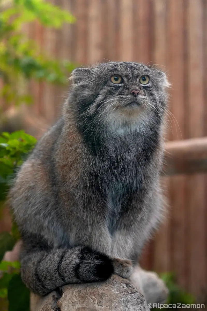 Фотография Нара в Царстве Животных Кобе