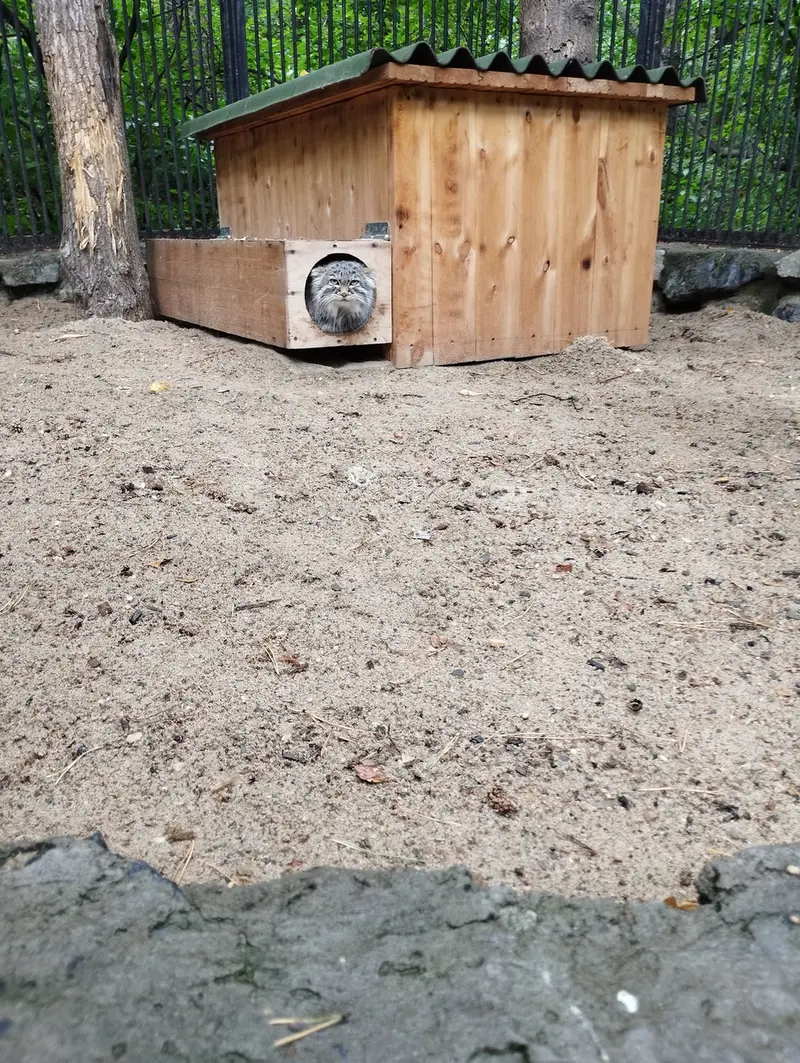 Фотография с манулом в Новосибирском Зоопарке