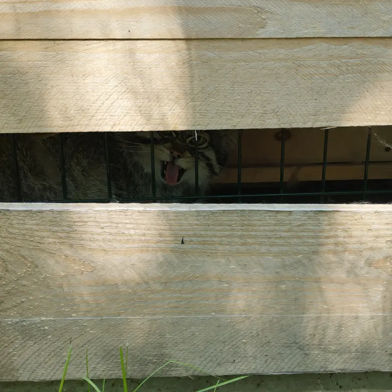 Фотография Чипа в Барнаульском Зоопарке «Лесная сказка»