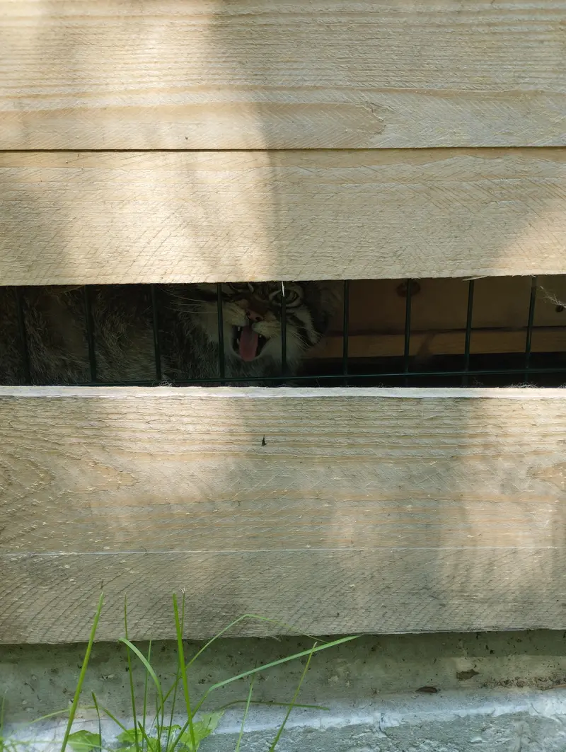 Фотография Чипа в Барнаульском Зоопарке «Лесная сказка»