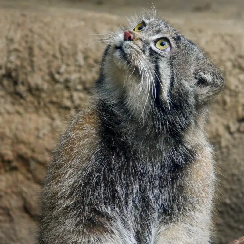 Фотография Нара в Царстве Животных Кобе