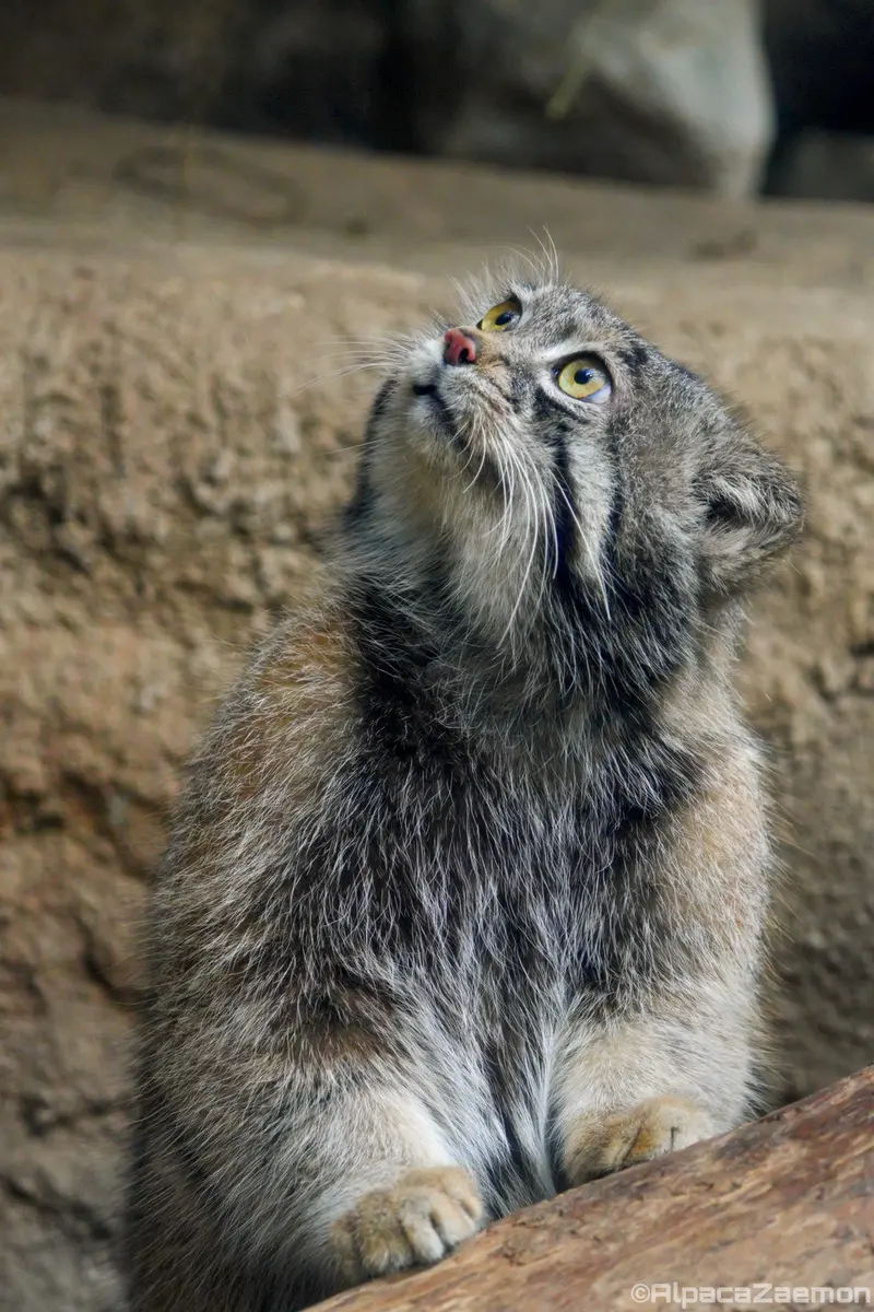 Фотография Нара в Царстве Животных Кобе