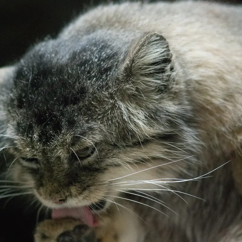 Фотография Примулы в Зоопарке Уено