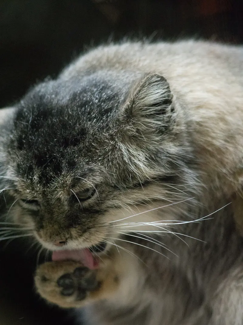 Фотография Примулы в Зоопарке Уено