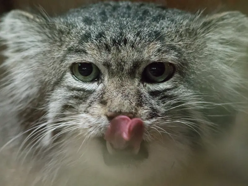 Фотография Клёна в Зоопарке Уено