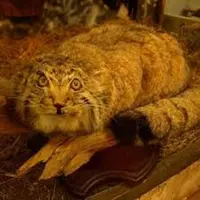 Фотография с манулом