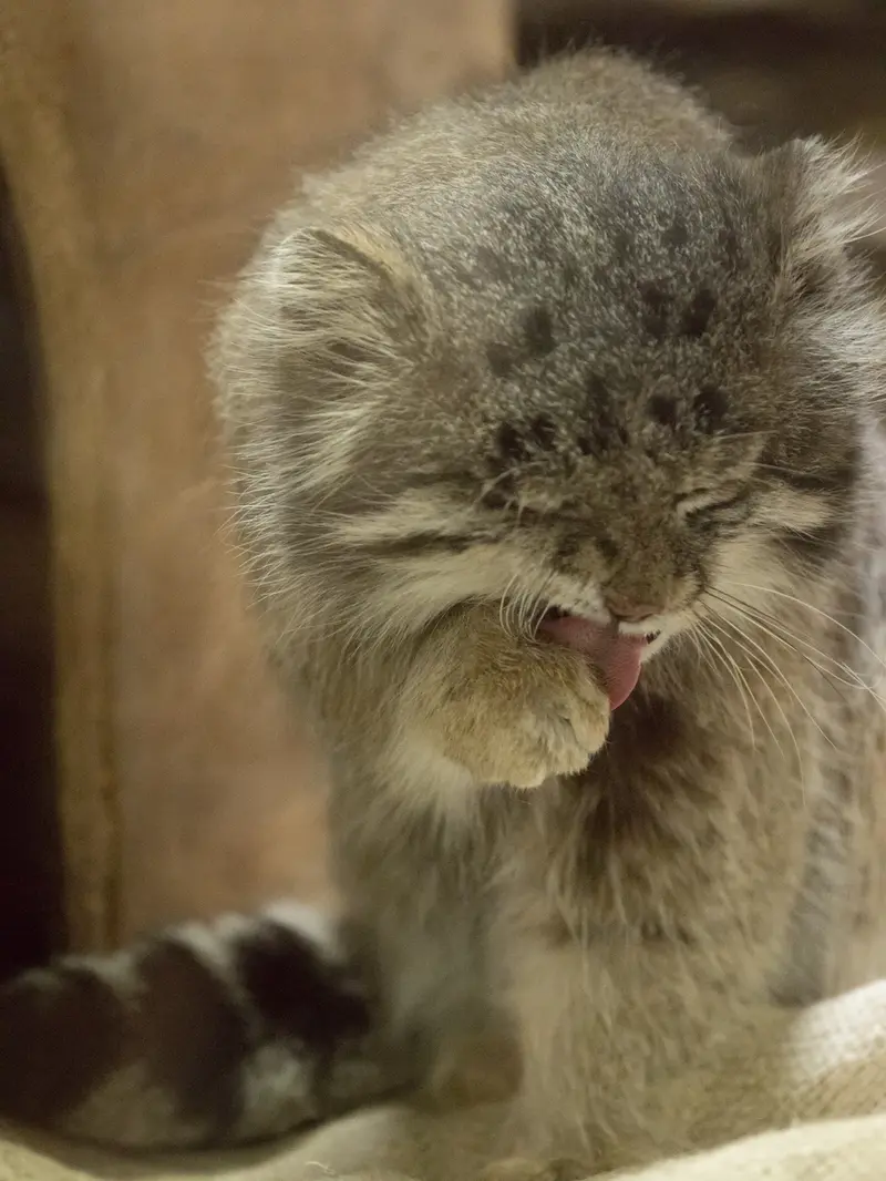 Фотография Клёна в Зоопарке Уено