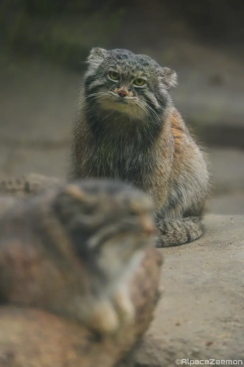 Фотография Аз и Нара в Царстве Животных Кобе