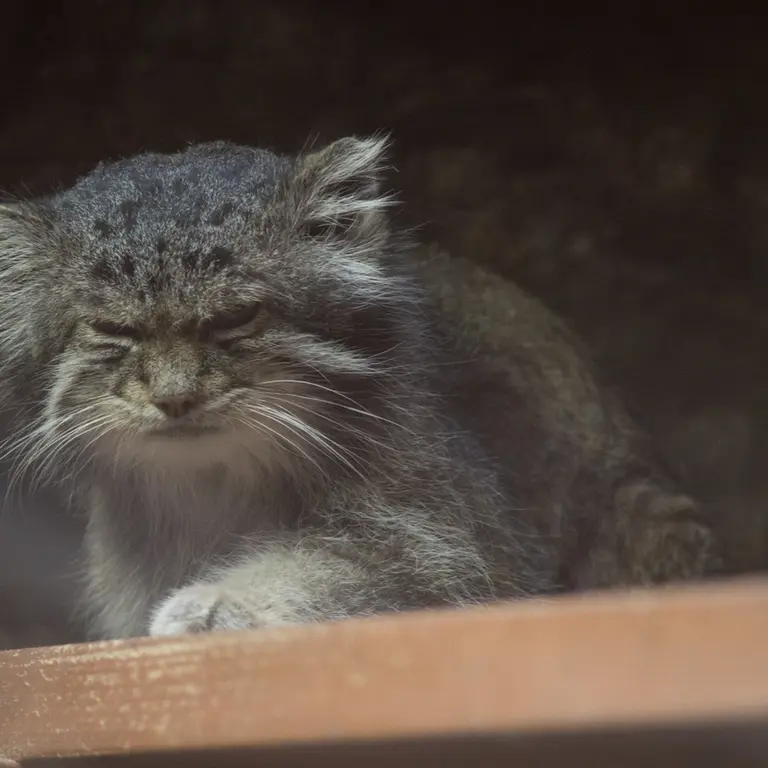 Фотография Клёна в Зоопарке Уено