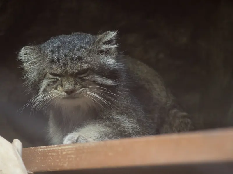 Фотография Клёна в Зоопарке Уено