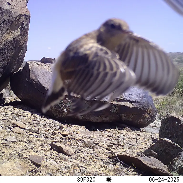 Фотография с манулом с фотоловушки Кошкар [новинка]
