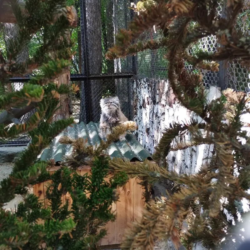 Фотография Зеленогорска в Новосибирском Зоопарке