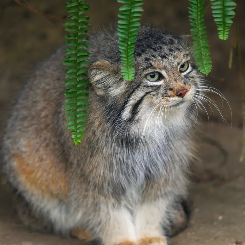 Фотография Аз в Царстве Животных Кобе