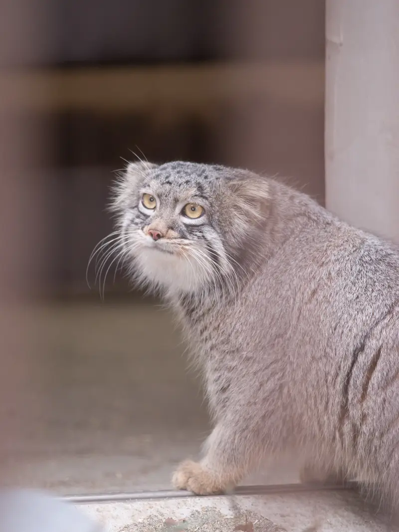Фотография Фиги в Зоопарке Ногеяме