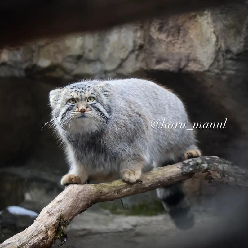 Фотография Нагому в Царстве Животных Насу