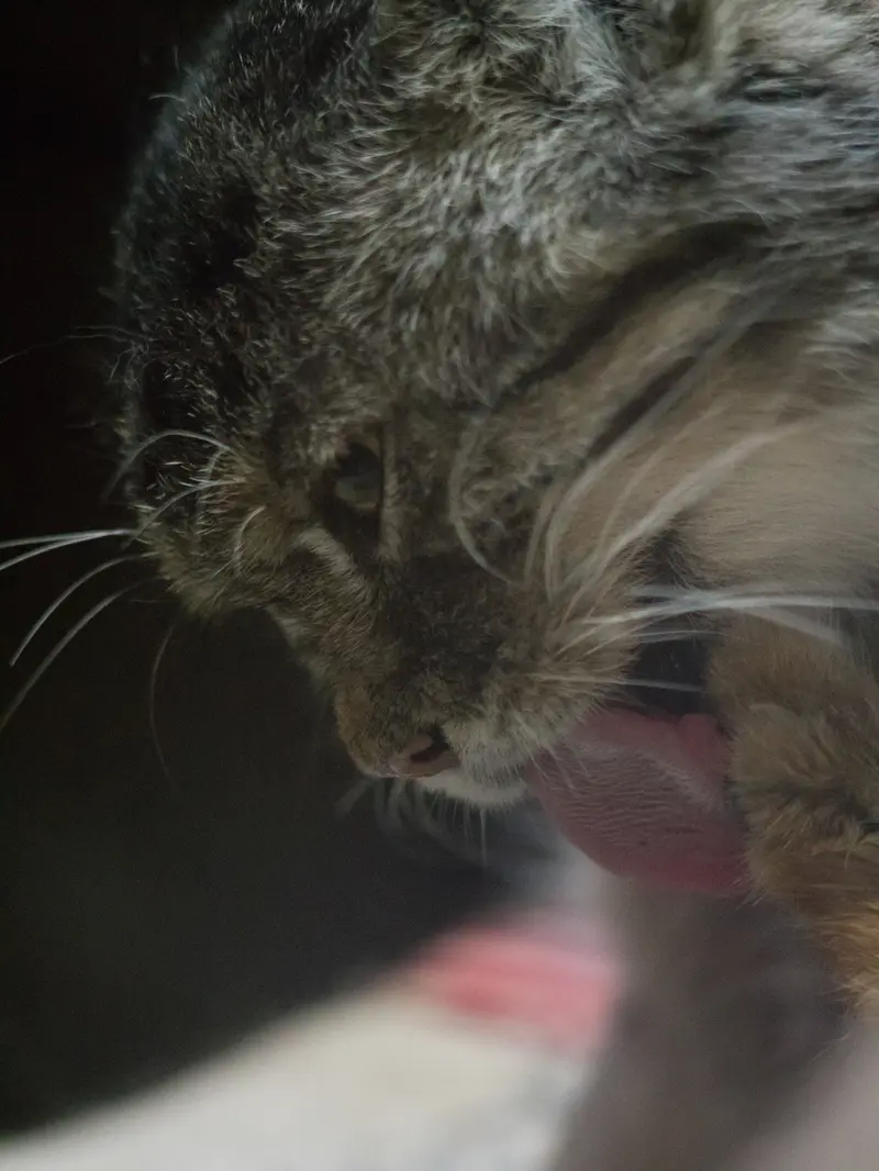 Фотография Примулы в Зоопарке Уено