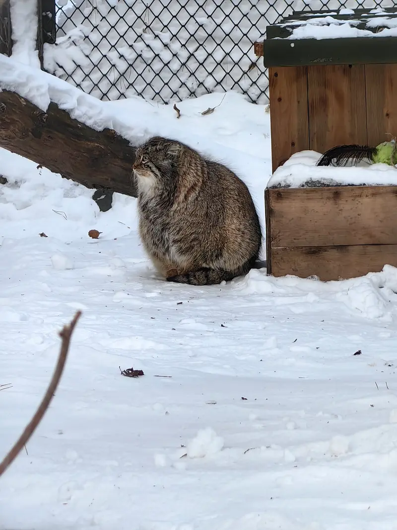 Фотография Снежинки в Новосибирском Зоопарке