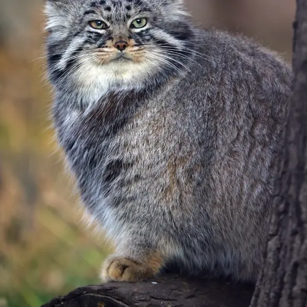 Фотография Дарлая в Московском Зоопарке