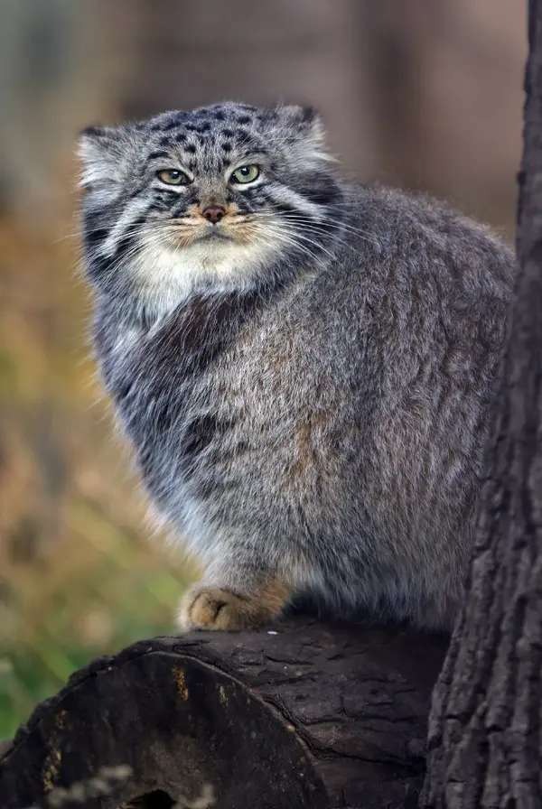 Фотография Дарлая в Московском Зоопарке