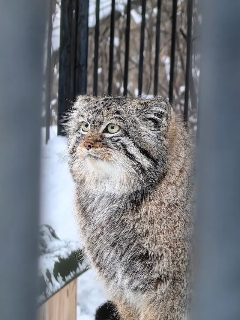 Фотография Евчонока 2023 Г.р. Ⅳ в Новосибирском Зоопарке