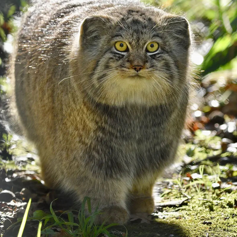 Фотография Алтая в Парке диких животных Порт-Лимпн