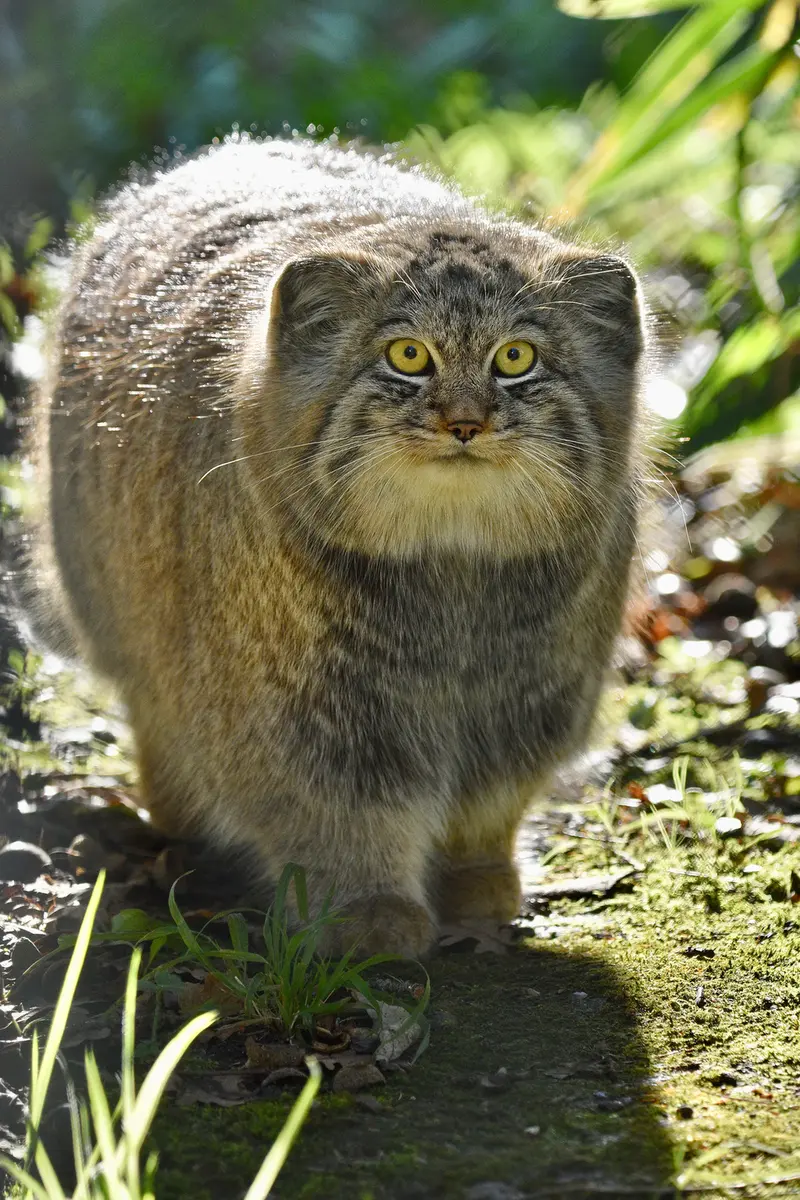 Фотография Алтая в Парке диких животных Порт-Лимпн