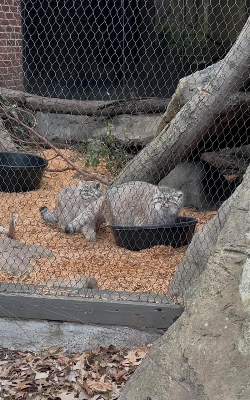 Фотография Сарнай и Бату в Зоопарке Проспект-парка