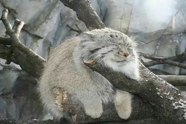 Фотография с манулом