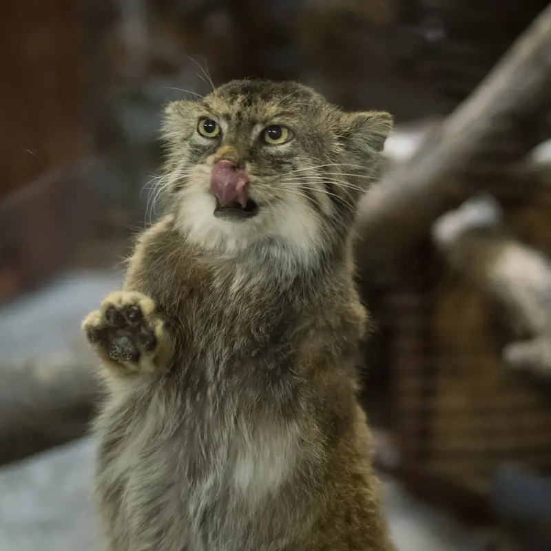 Фотография Примулы в Зоопарке Уено