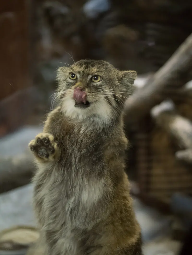 Фотография Примулы в Зоопарке Уено