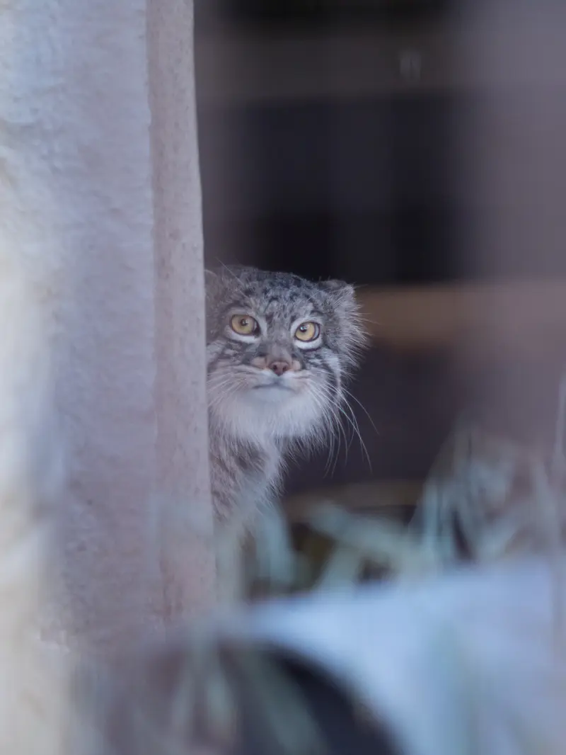 Фотография Фиги в Зоопарке Ногеяме