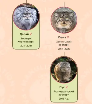 Фотография с манулом