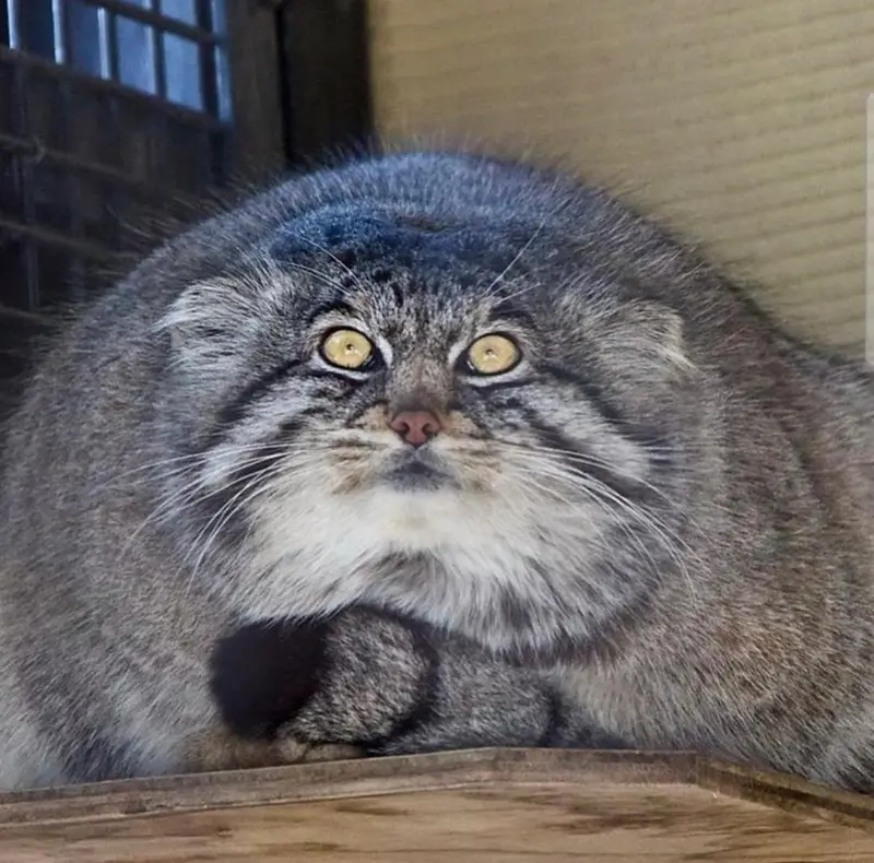 Фотография с манулом