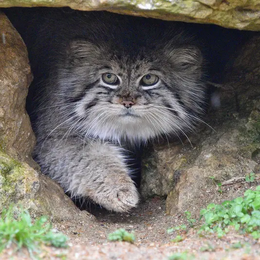 Фотография Атлана в Парке диких животных Порт-Лимпн