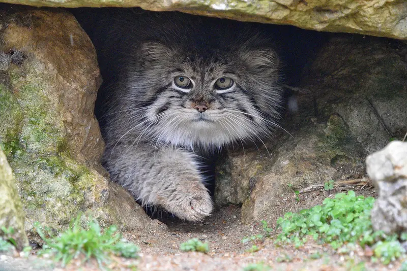 Фотография Атлана в Парке диких животных Порт-Лимпн