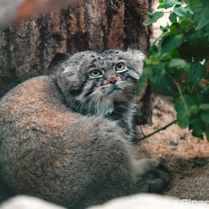 Фотография Нара в Царстве Животных Кобе