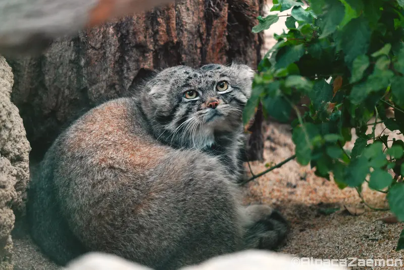 Фотография Нара в Царстве Животных Кобе