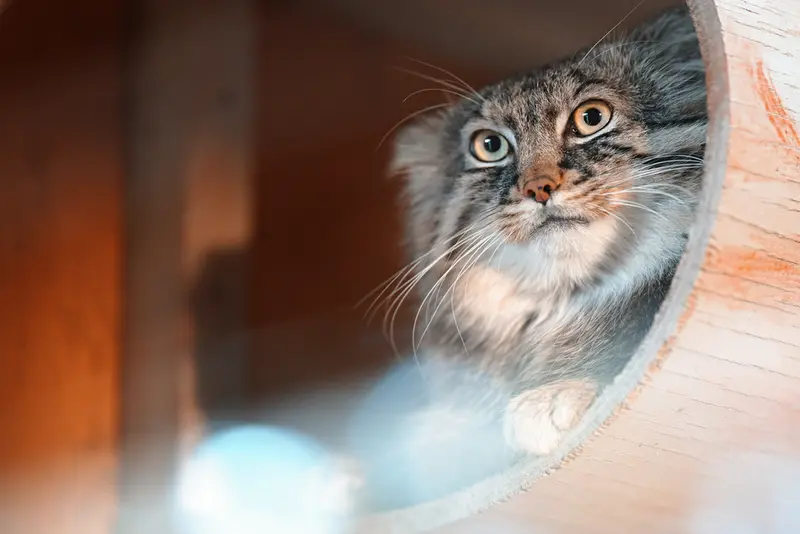 Фотография Лотоса в Детском зоопарке Сайтама