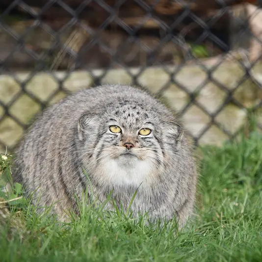 Фотография Хараа в Парке диких животных Порт-Лимпн