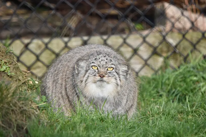 Фотография Хараа в Парке диких животных Порт-Лимпн