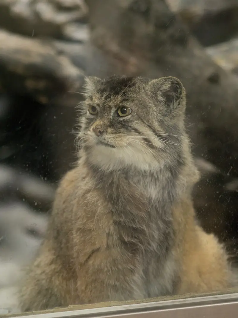 Фотография Примулы в Зоопарке Уено